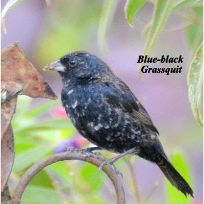 Blue-black Grassquit